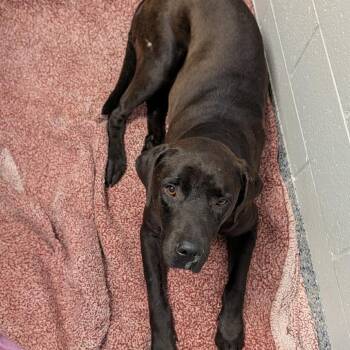 Shadow -  Labrador Retriever and Mixed Breed Dog for Adoption in Greenville, South Carolina - Shadow | PetCurious