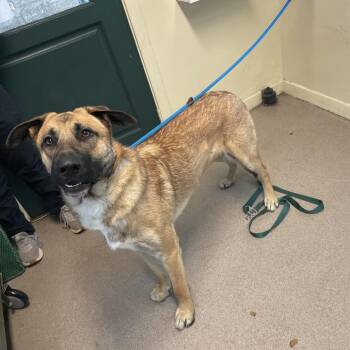 German Shepherd Dog Dogs Available for Adoption in Pasadena, California - Bob | PetCurious