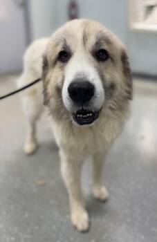 Cider -  Great Pyrenees Dog for Adoption in Newport, New Hampshire - Cider | PetCurious
