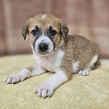 Hound and Retriever Dogs Available for Adoption - Guinness | PetCurious