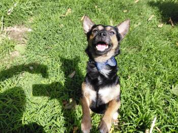 Mr BOBO -  Corgi and Dachshund Dog for Adoption - Mr BOBO | PetCurious