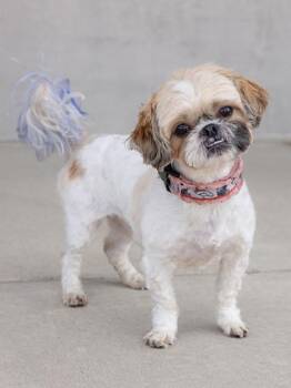 Terrier and Mixed Breed Dogs Available for Adoption - Ezzie | PetCurious