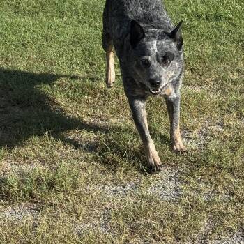 Miles -  Australian Cattle Dog Blue Heeler Dog for Adoption in Lumberton, North Carolina - Miles | PetCurious