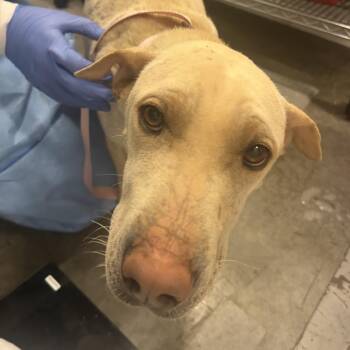 Galaxy -  Mixed Breed Dog for Adoption in Park City, Utah - Galaxy | PetCurious