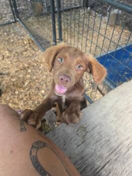 Simon -  Boykin Spaniel and Mixed Breed Dog for Adoption in Hortense, Georgia - Simon | PetCurious