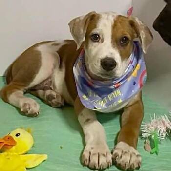 Labrador Retriever Dogs Available for Adoption in Grand Bay, Alabama - Oakley | PetCurious