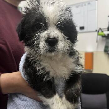 COOKIES N CREAM -  Terrier and Mixed Breed Dog for Adoption in Richmond, California - COOKIES N CREAM | PetCurious