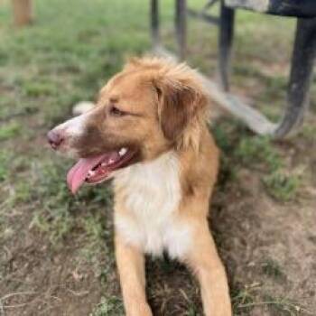 Halo -  Mixed Breed Dog for Adoption in Columbiana, Alabama - Halo | PetCurious
