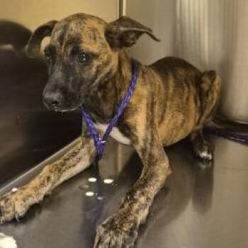 Bartholomew -  Hound Dog for Adoption in Norman, Oklahoma - Bartholomew | PetCurious