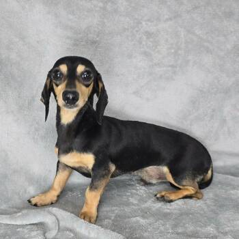 FOSTER NEEDED - Rusty -  Miniature Dachshund Dog for Adoption - FOSTER NEEDED - Rusty | PetCurious