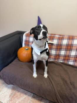 Rescue Mixed Breed Dogs for Adoption in Rock Hill, New York - Timmy | PetCurious