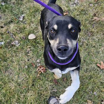 Rescue Mixed Breed Dogs for Adoption in Salem, New Hampshire - Curly | PetCurious