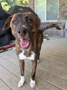 Cinco -  Hound and Labrador Retriever Dog for Adoption in Millcreek, Utah - Cinco | PetCurious