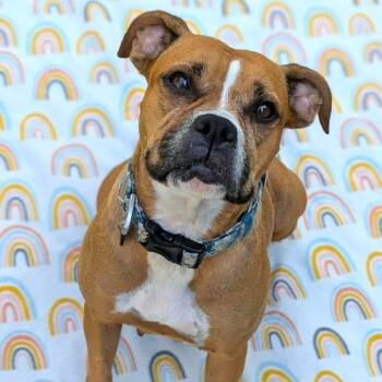 Boxer Dogs Available for Adoption - Nancy | PetCurious