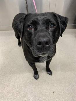 Pit Bull Terrier and Australian Cattle Dog Blue Heeler Dogs Available for Adoption in Fairbanks, Alaska - RAVEN | PetCurious