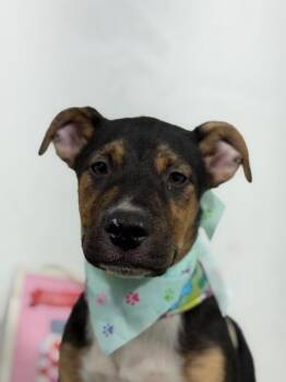 Homero Simpson-One of our Amazing Rescue Dogs -  Rottweiler and German Pinscher Dog for Adoption in Carlsbad, California - Homero Simpson-One Of Our Amazing Rescue Dogs | PetCurious