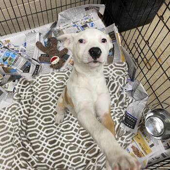Mixed Breed and Cattle Dog Dogs Available for Adoption in Jacksboro, Tennessee - Spade | PetCurious