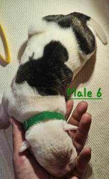 American Bulldog Dogs Available for Sale - Cow | PetCurious