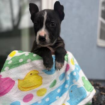 Mixed Breed Dogs Available for Adoption - Scrappy | PetCurious