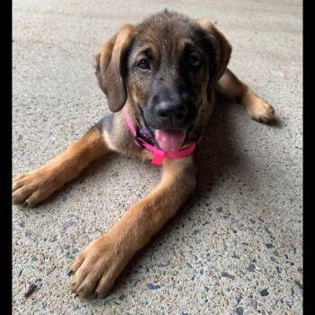 Hootie -  Shepherd Dog for Adoption in Midlothian, Virginia - Hootie | PetCurious