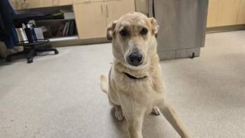 German Shepherd Dog Dogs Available for Adoption in Riverside, California - CREME BRULEE | PetCurious