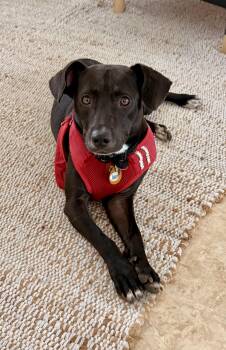 Buddy Boy - Loving, Smart, Cuddly, Small, vaccinated & neutered  -  Labrador Retriever and Border Collie Dog for Adoption in Isabela, Isabela - Buddy Boy - Loving, Smart, Cuddly, Small, Vaccinated & Neutered  | PetCurious