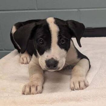 Earth -  Labrador Retriever and Mixed Breed Dog for Adoption in Kansas City, Missouri - Earth | PetCurious