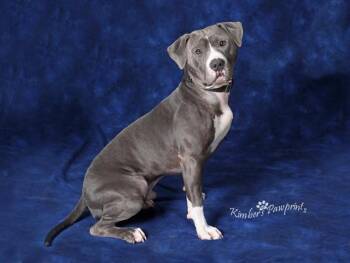 American Bulldog and Mixed Breed Dogs Available for Adoption - NICO | PetCurious