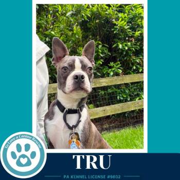 Boston Terrier Dogs Available for Adoption in Kimberton, Pennsylvania - Tru 053026 | PetCurious