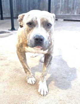 Pit Bull Terrier and Pointer Dogs Available for Adoption - Gatsby | PetCurious