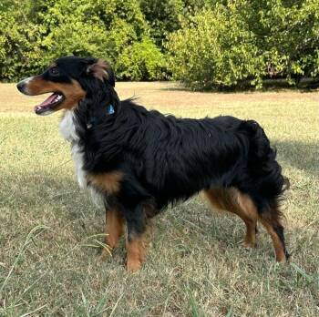 Honey Bee -  Australian Shepherd Dog for Adoption in Valley Park, Oklahoma - Honey Bee | PetCurious