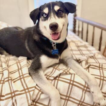 Rescue Husky and Mixed Breed Dogs for Adoption in Rochester, Minnesota - Lady Bug | PetCurious