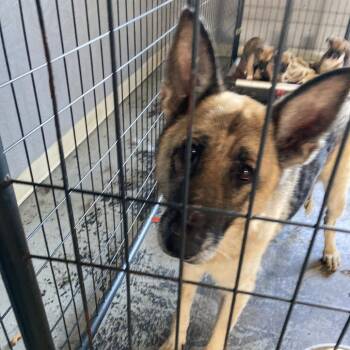 Greta -  German Shepherd Dog Dog for Adoption in Summerlee, West Virginia - Greta | PetCurious