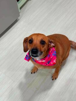 Olive -  Beagle Dog for Adoption in Hop Bottom, Pennsylvania - Olive | PetCurious