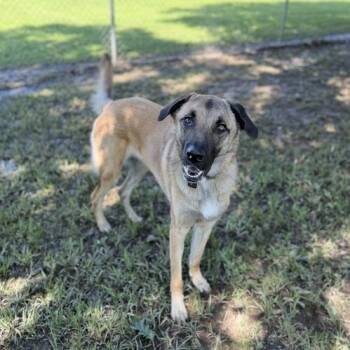German Shepherd Dog and Anatolian Shepherd Dogs Available for Adoption in Carencro, Louisiana - Calico | PetCurious