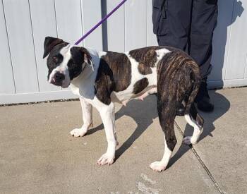 Rescue Pit Bull Terrier Dogs for Adoption in Louisville, Kentucky - DRIFT AWAY | PetCurious