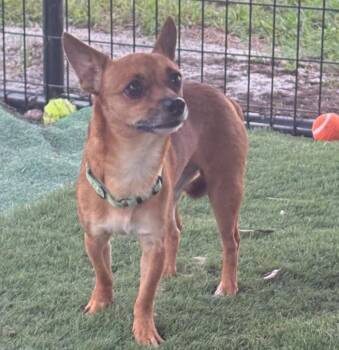 Chadwick-3yo 9lb Boy! -  Chihuahua Dog for Adoption in Fort Myers, Florida - Chadwick-3yo 9lb Boy! | PetCurious