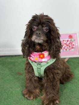 Chanel-One of our Amazing Rescue Dogs -  Cocker Spaniel and Mixed Breed Dog for Adoption in Carlsbad, California - Chanel-One Of Our Amazing Rescue Dogs | PetCurious
