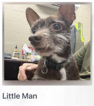 Chihuahua and Rat Terrier Dogs Available for Adoption in Newport, Kentucky - Little Man | PetCurious