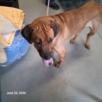 Jasmine -  Hound Dog for Adoption in Hartford City, Indiana - Jasmine | PetCurious