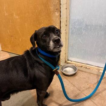 Coal -  Mixed Breed Dog for Adoption in Chattanooga, Tennessee - Coal | PetCurious