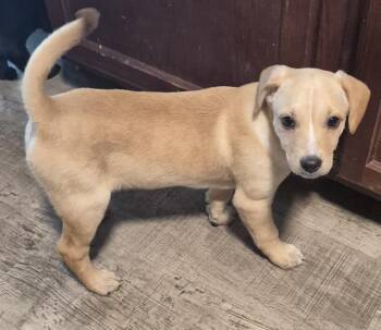 Labrador Retriever Dogs Available for Adoption in San Antonio, Texas - FRAY | PetCurious