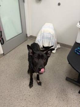 Ron -  Shepherd and Mixed Breed Dog for Adoption in Fishers, Indiana - Ron | PetCurious
