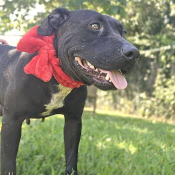 Mixed Breed Dogs Available for Adoption in Chattanooga, Tennessee - Brooklyn | PetCurious