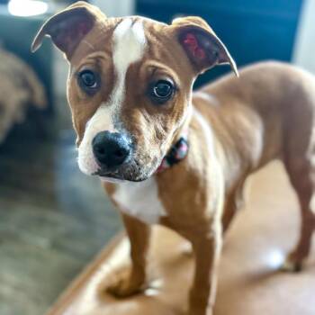 Esme -  Terrier Dog for Adoption in Des Moines, Iowa - Esme | PetCurious