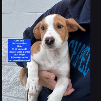 Dachshund Dogs Available for Adoption in Oviedo, Florida - Coke Zero | PetCurious