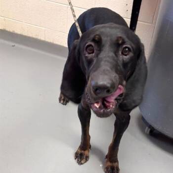 May -  Mixed Breed Dog for Adoption in Asheville, North Carolina - May | PetCurious