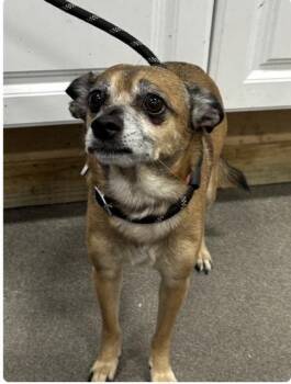 Nextel -  Chihuahua Dog for Adoption in Baltimore, Maryland - Nextel | PetCurious