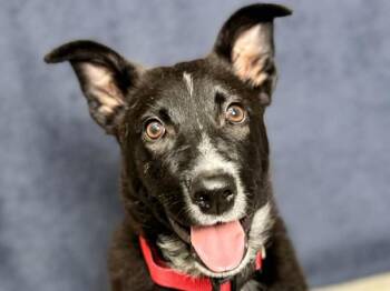 Liam -  Australian Cattle Dog Blue Heeler and German Shepherd Dog Dog for Adoption in Portland, Oregon - Liam | PetCurious