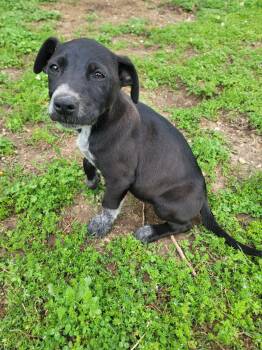 Australian Cattle Dog Blue Heeler Dogs Available for Adoption in Welling, Oklahoma - Jake | PetCurious